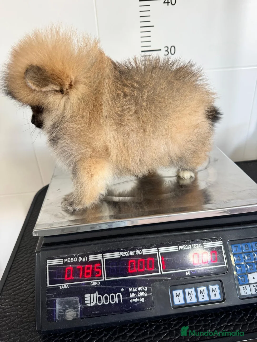 Pomerania perros en venta: POMERANIA HEMBRA - Anuncio 18