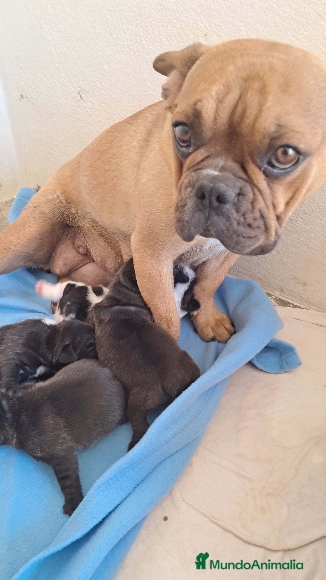 Bulldog Francés perros en venta: Bebes Bulldog Francés  - Imagen 3