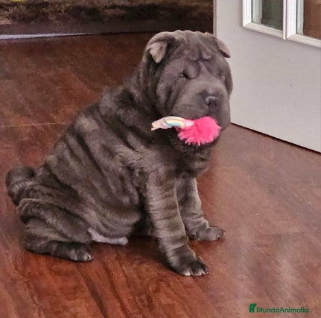 Shar Pei perros - Anuncio 1