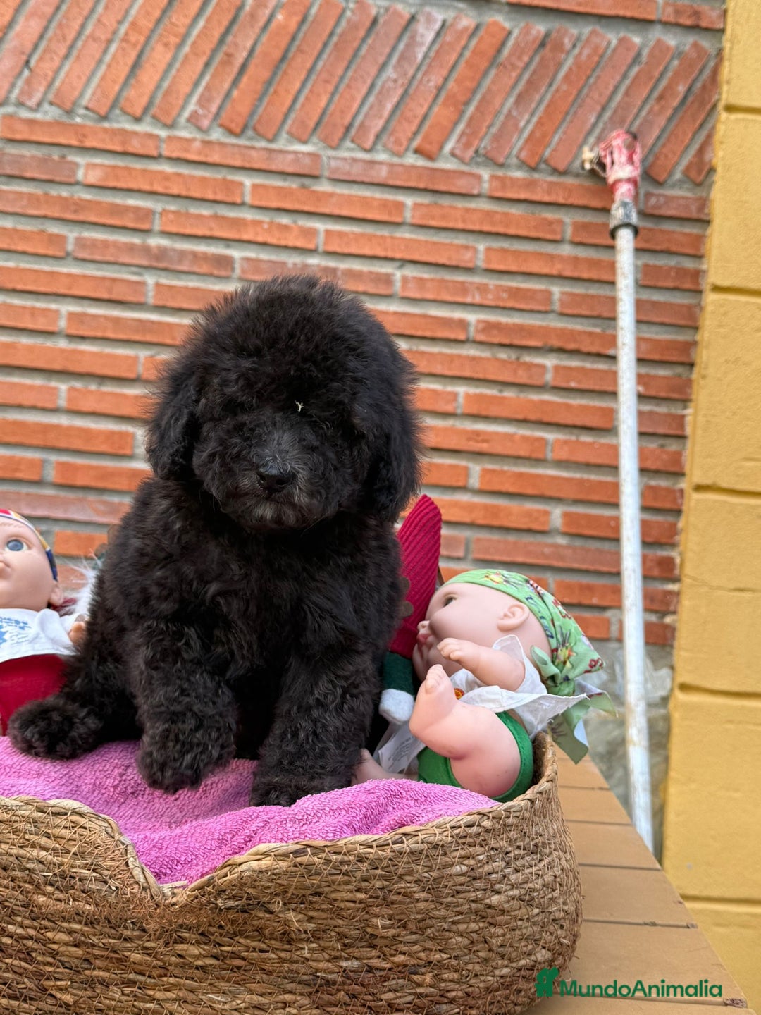 Caniche Enano perros en venta: Precioso caniche gris plata. Macho - Anuncio 1