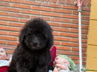 Caniche Enano perros Precioso caniche gris plata. Macho - Anuncio 10