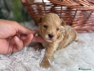 Caniche Toy perros - Anuncio 15