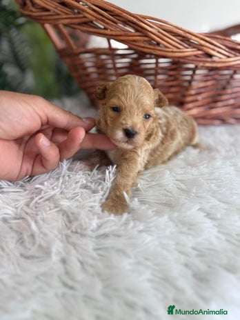 Caniche Toy perros - Anuncio 16