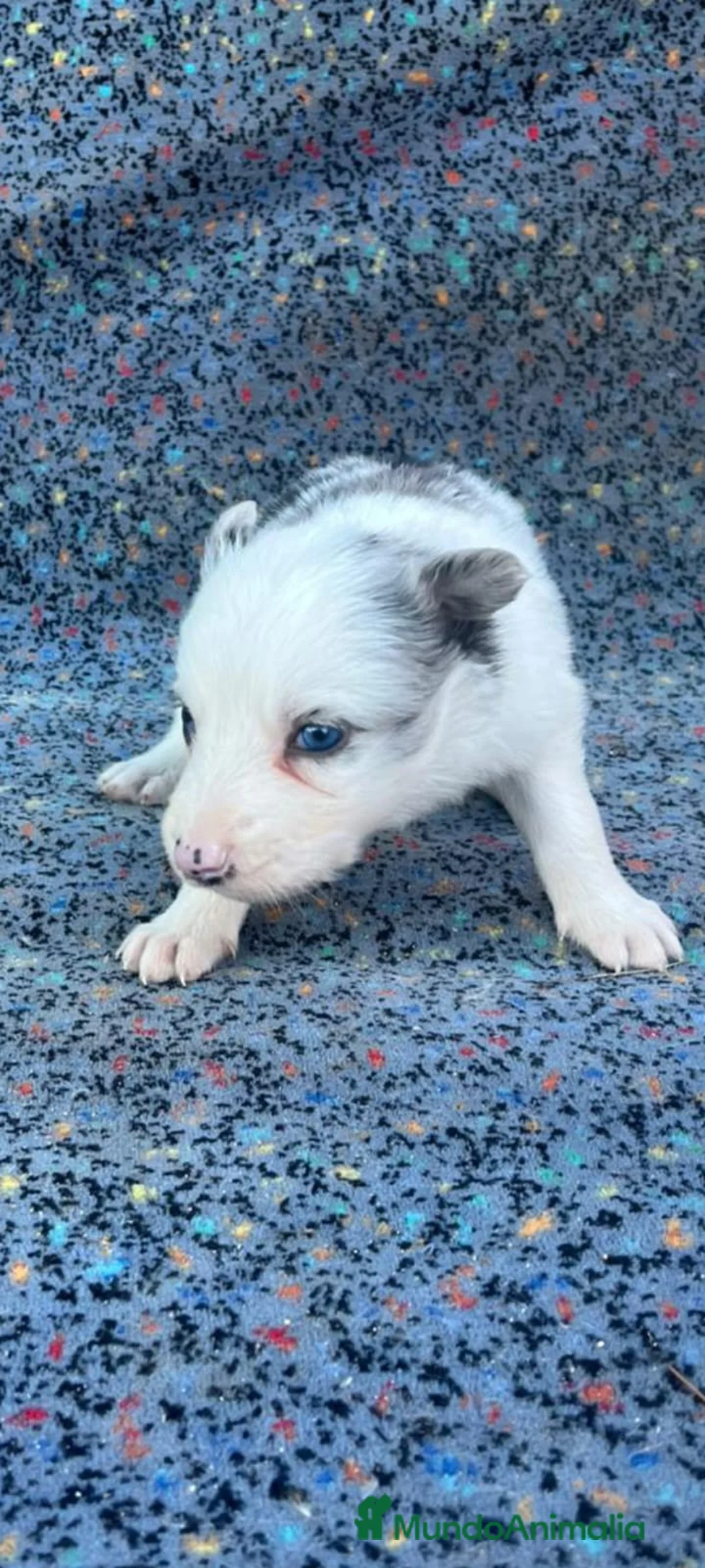 Border Collie perros en venta: Border collie  - Anuncio 3
