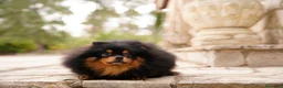 Pomerania perros en venta: Camada pomerania - Anuncio 6