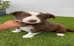 Border Collie perros en venta: BORDER COLLIE HEMBRA  - Imagen 4
