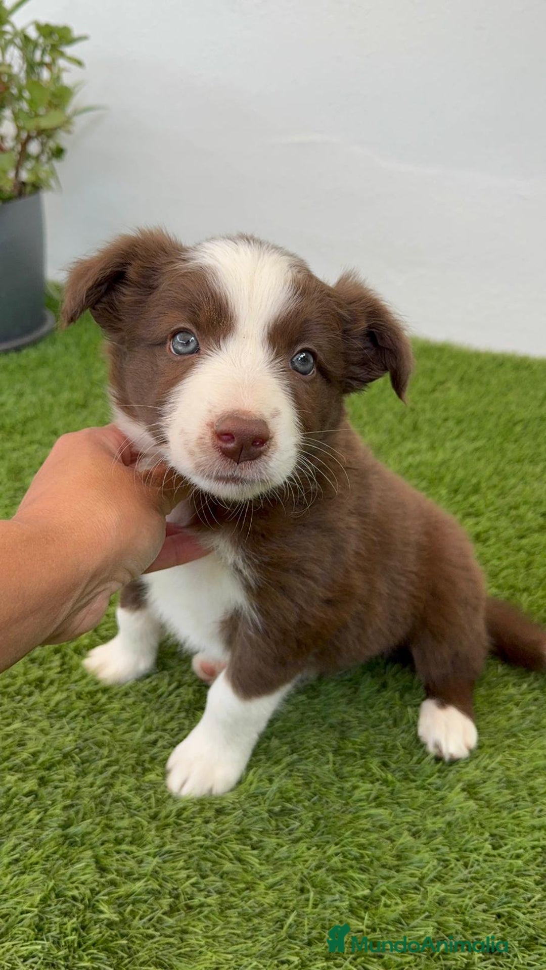 Border Collie perros en venta: BORDER COLLIE HEMBRA  - Imagen 4