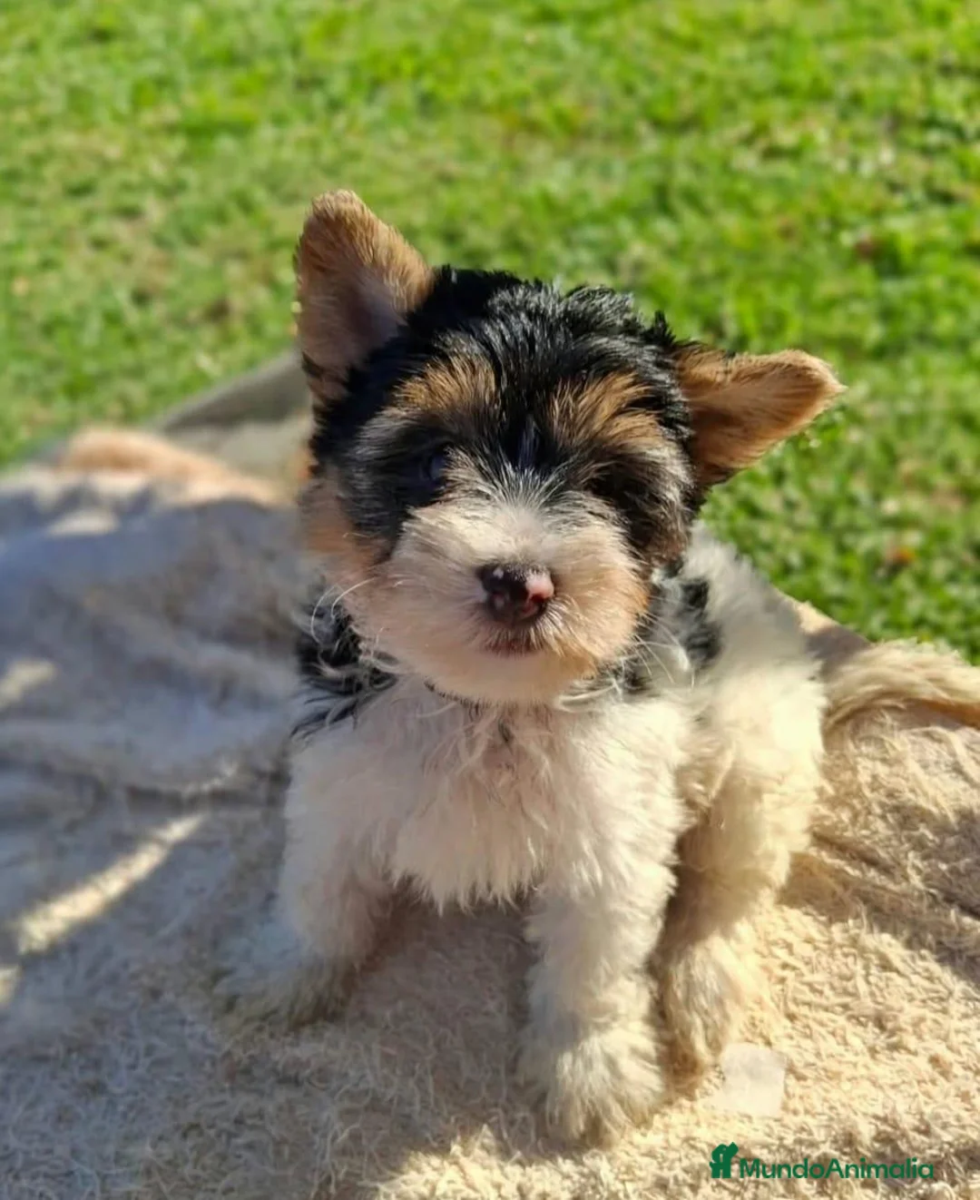 Biewer Yorkshire Terrier a la Pom Pon perros en venta: Yorkshire Biewer  - Anuncio 2
