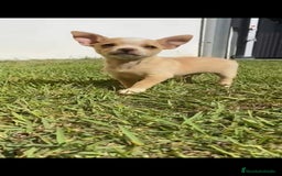 Chihuahua perros en venta: Último chihuahua !! - Imagen 1