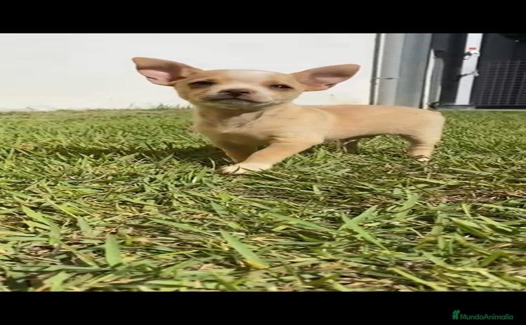 Chihuahua perros - Anuncio 1
