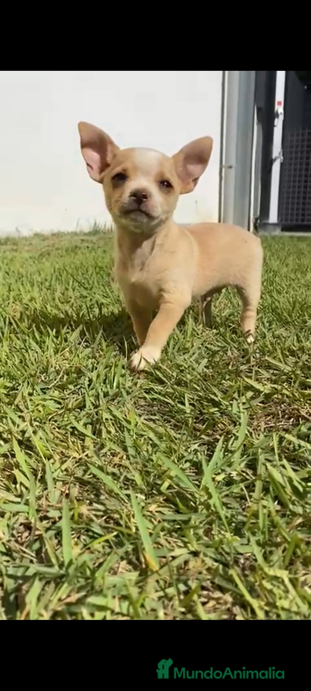 Chihuahua perros en venta: Último chihuahua !! - Imagen 1