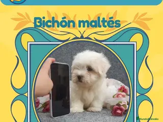 Bichón Maltés perros Cachorros de bichon maltés enano ✨🎀 - Anuncio 1