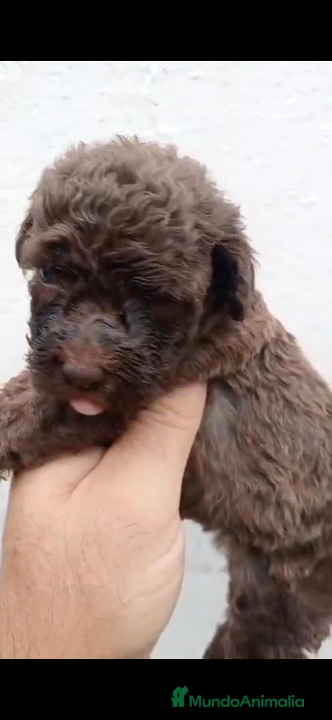 Perro de Agua Español perros en venta: Perros de agua  - Anuncio 2