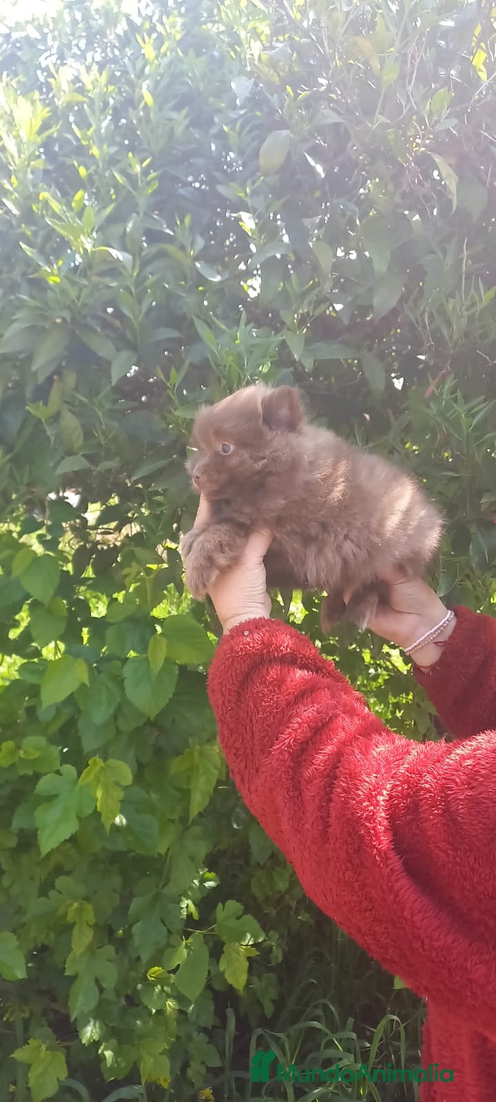 Pomchi perros Pomchi macho 600 - Anuncio 19