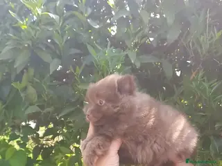 Pomchi perros Pomchi macho 500 - Anuncio 19