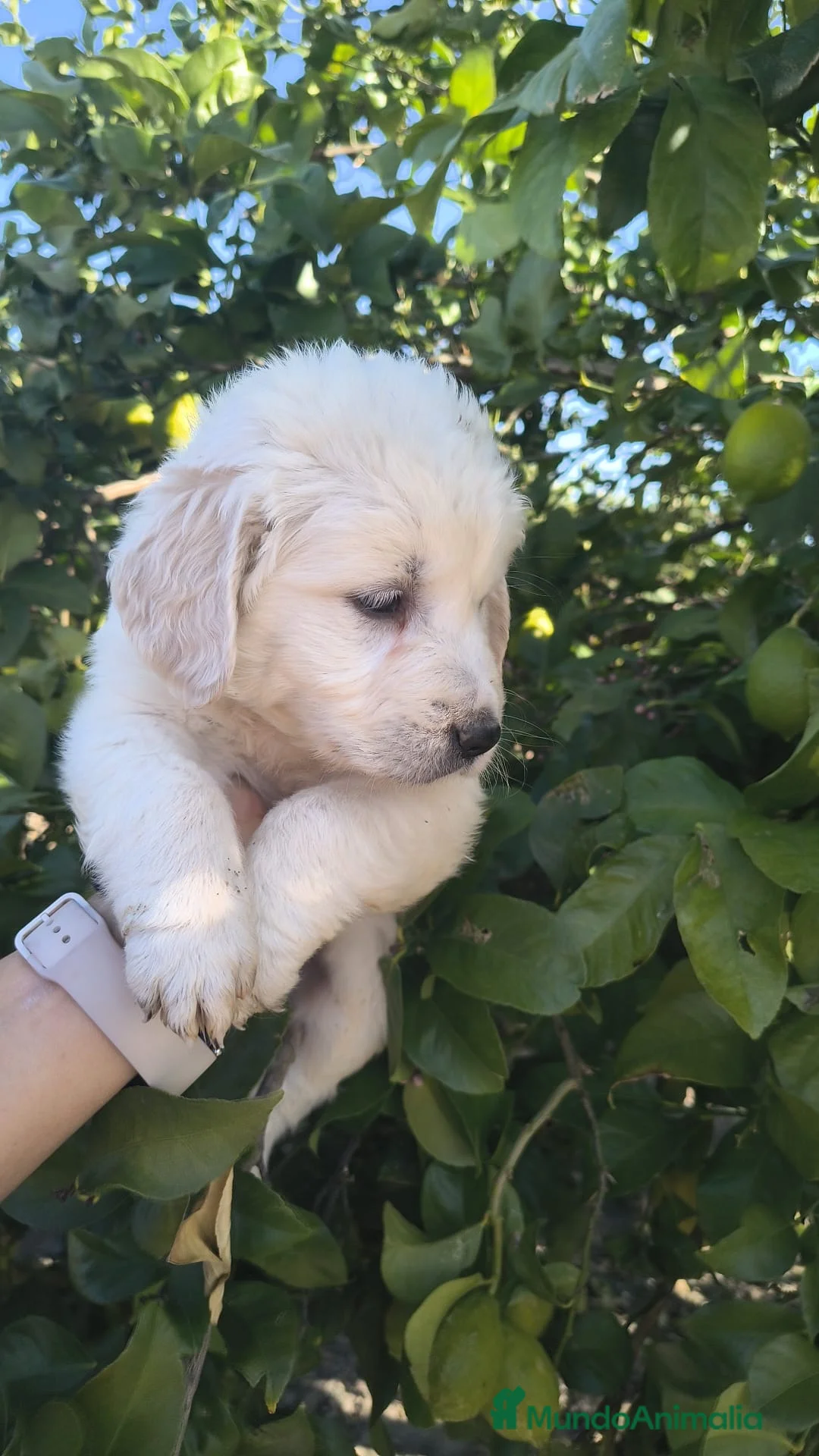 Golden Retriever perros en venta: Macho disponible de golden para entregar ya - Anuncio 2