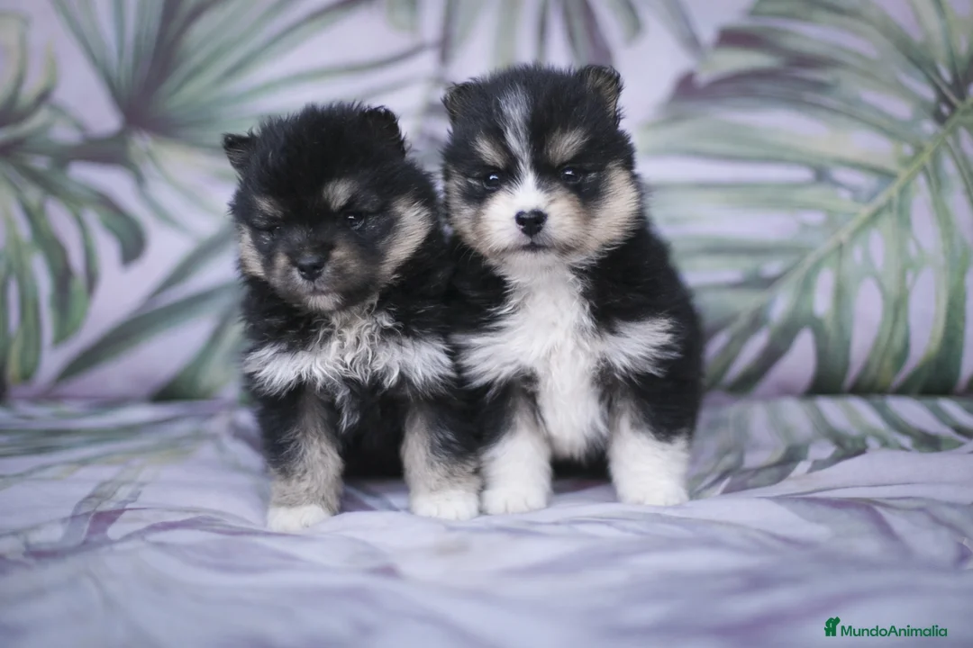 Pomsky perros en venta: Pomsky F3 - Anuncio 2