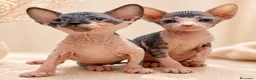 Sphynx gatos en venta: Última hembra Sphynx  - Anuncio 3