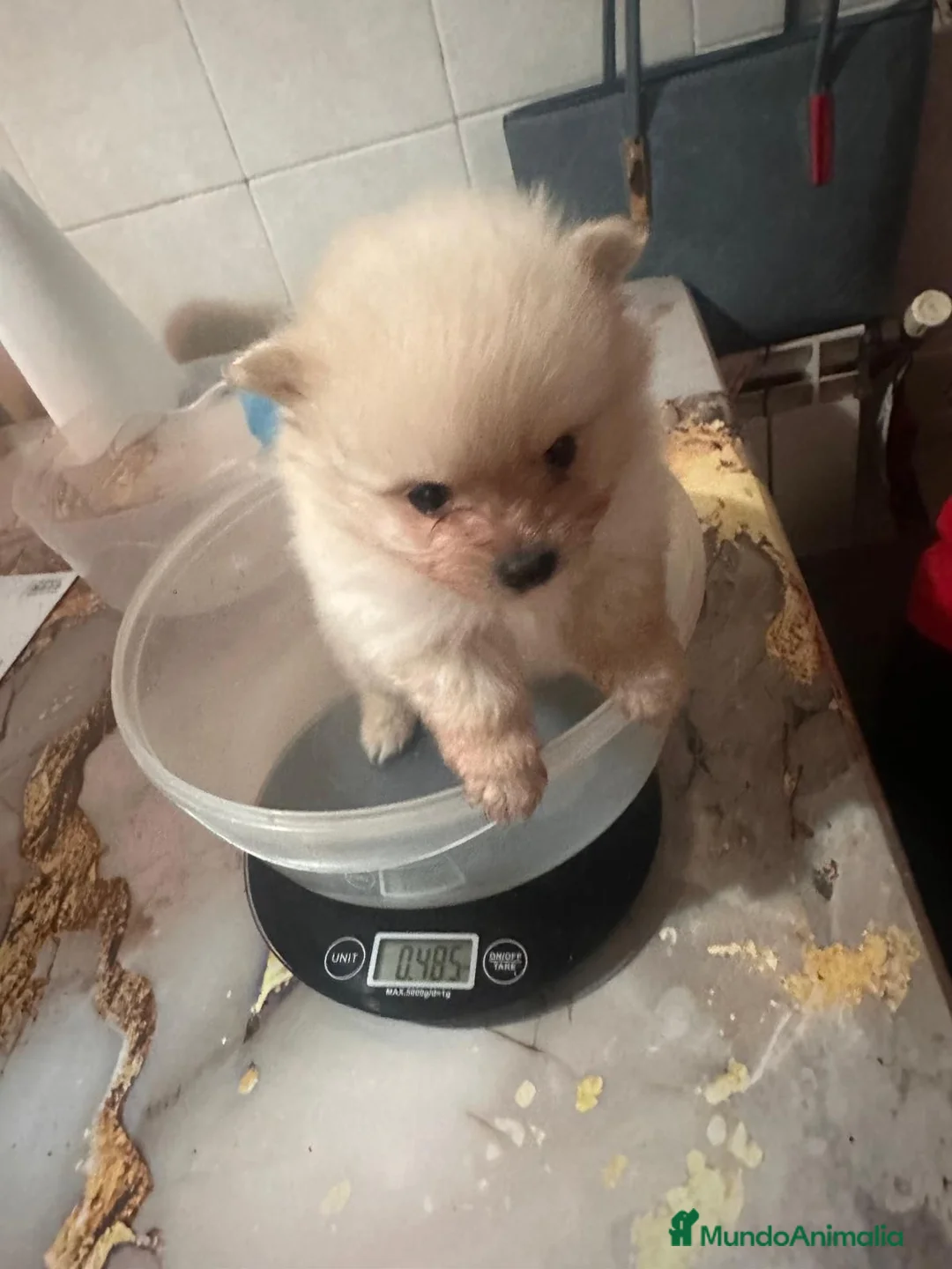 Pomerania perros en venta: Pomeranias - Anuncio 5
