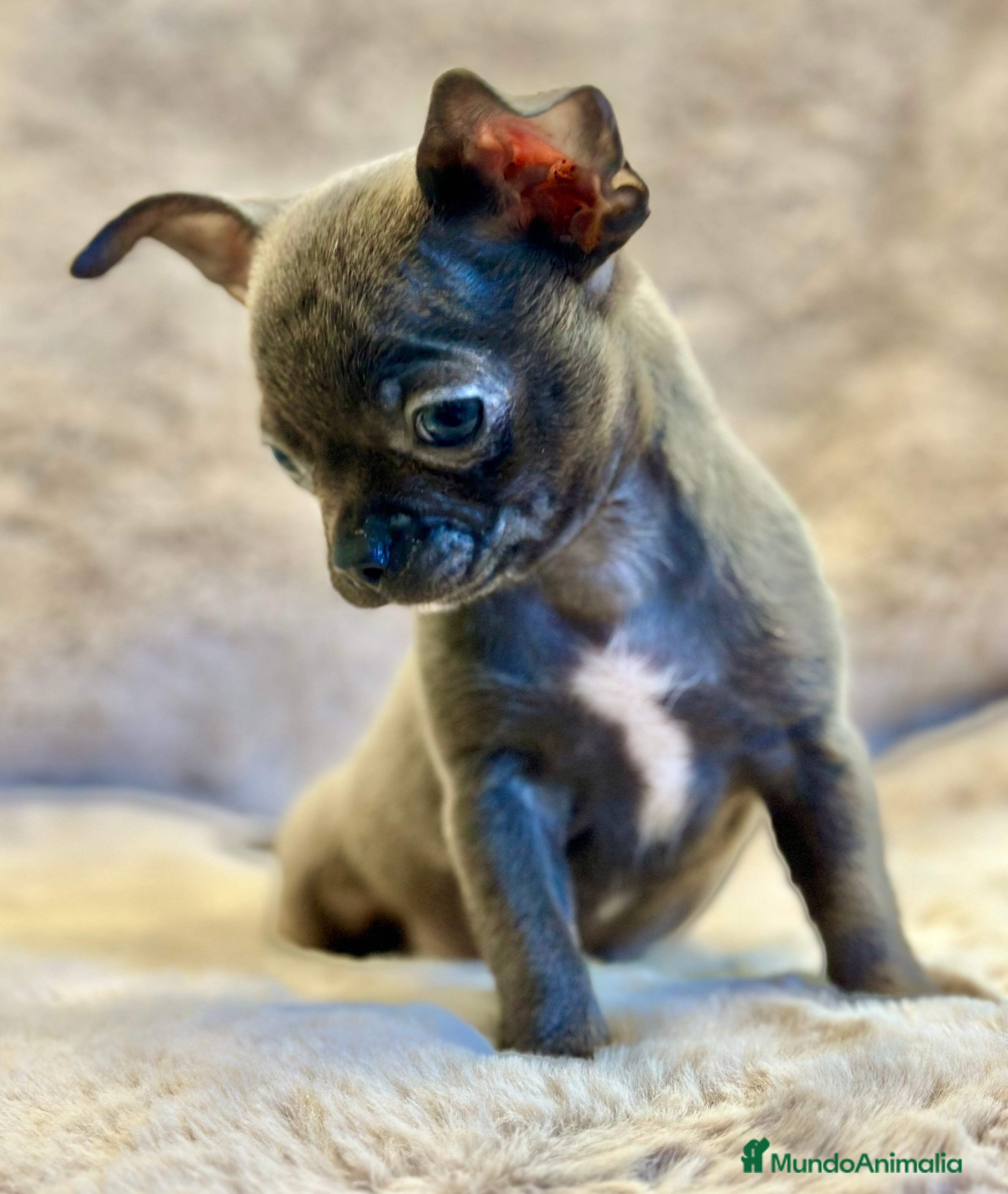 Chihuahua perros CHIHUAHUA TOY BLUE SOLIDO - Anuncio 2