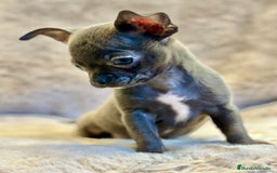 Chihuahua perros en venta: CHIHUAHUA TOY BLUE SOLIDO - Anuncio 1