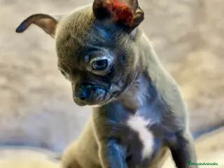 Chihuahua perros CHIHUAHUA TOY BLUE SOLIDO - Anuncio 21
