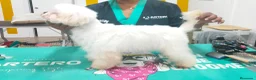 Maltipom perros en venta: Maltipom de excelente calidad  - Anuncio 4