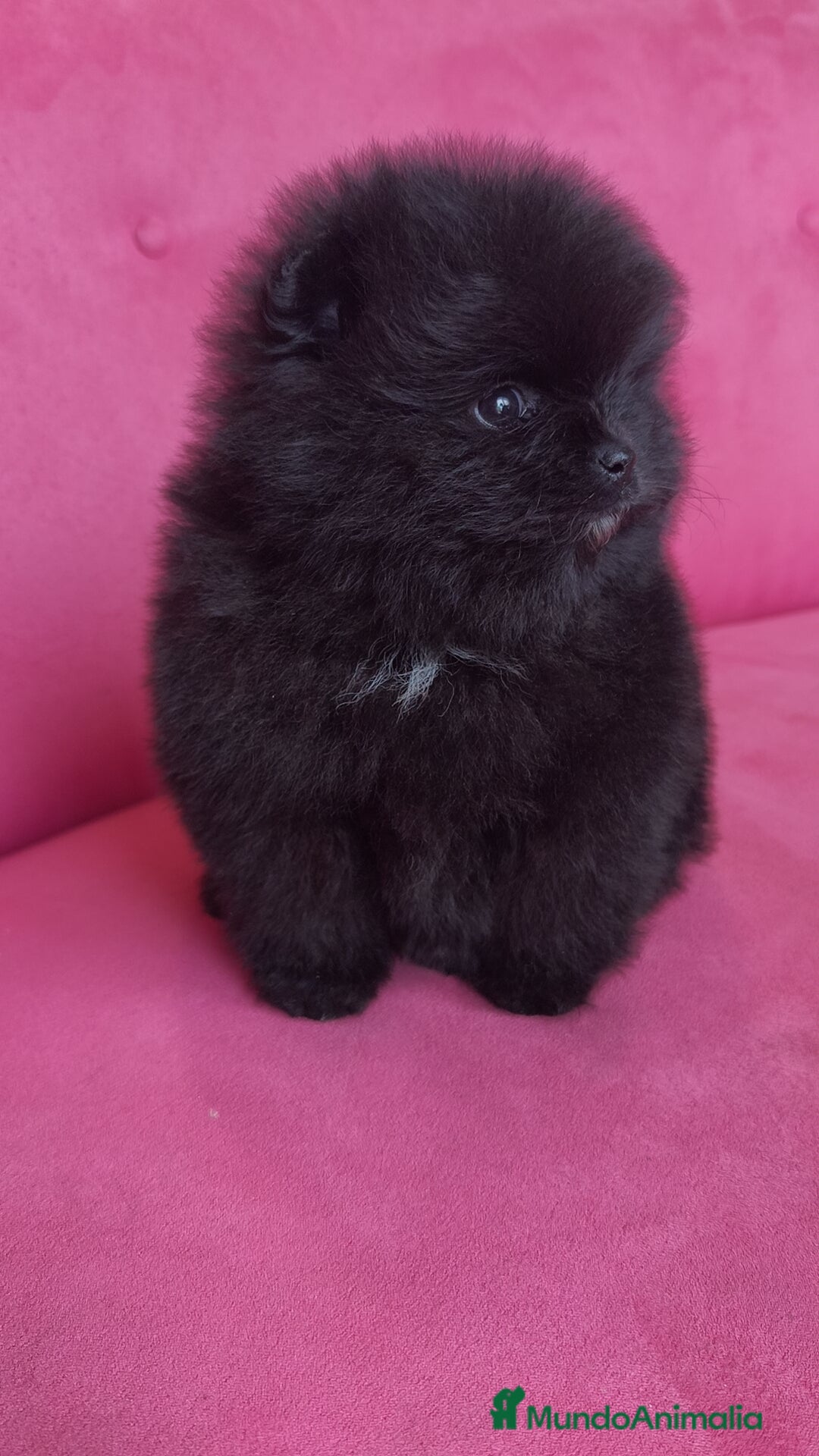 Pomerania perros en venta: Lulú Pomerania hembras  - Anuncio 5