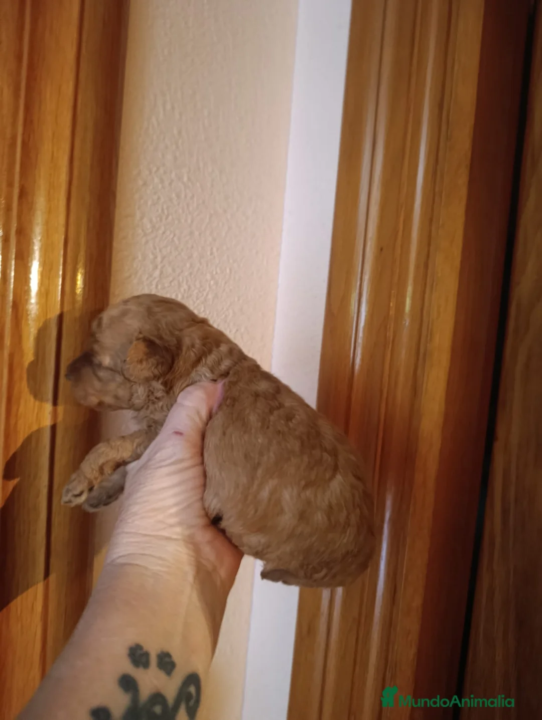 Caniche Toy perros en venta: Caniches Toys exclusivos - Anuncio 8