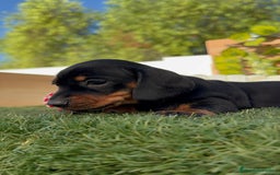 Teckel Miniatura perros en venta: TECKEL MINIATURA  - Imagen 18
