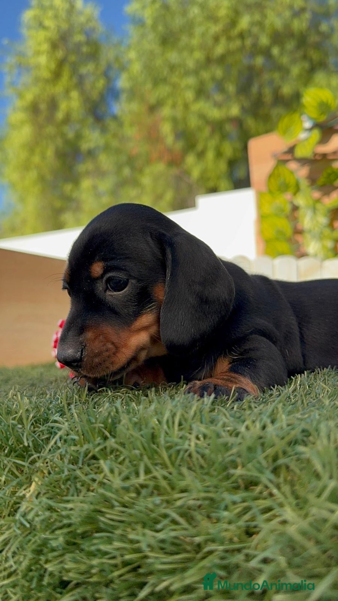 Teckel Miniatura perros en venta: TECKEL MINIATURA  - Imagen 18