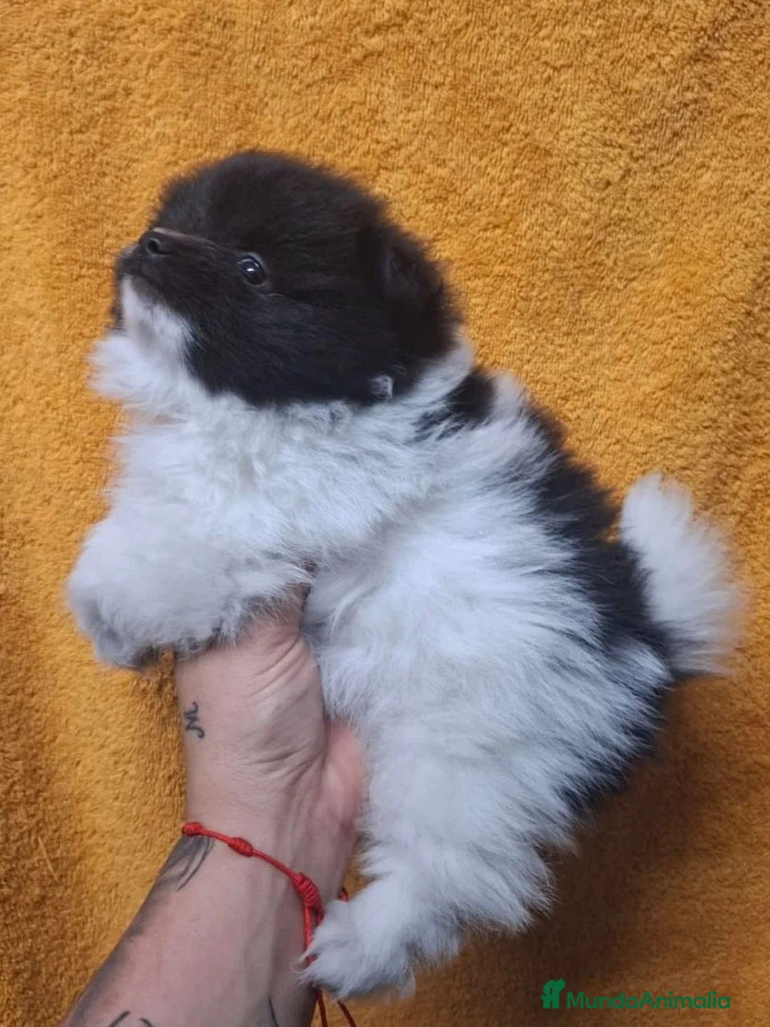 Pomerania perros en venta: Pomerania  - Anuncio 2