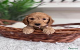 Otras razas perros en venta: COCKAPOO - Imagen 13