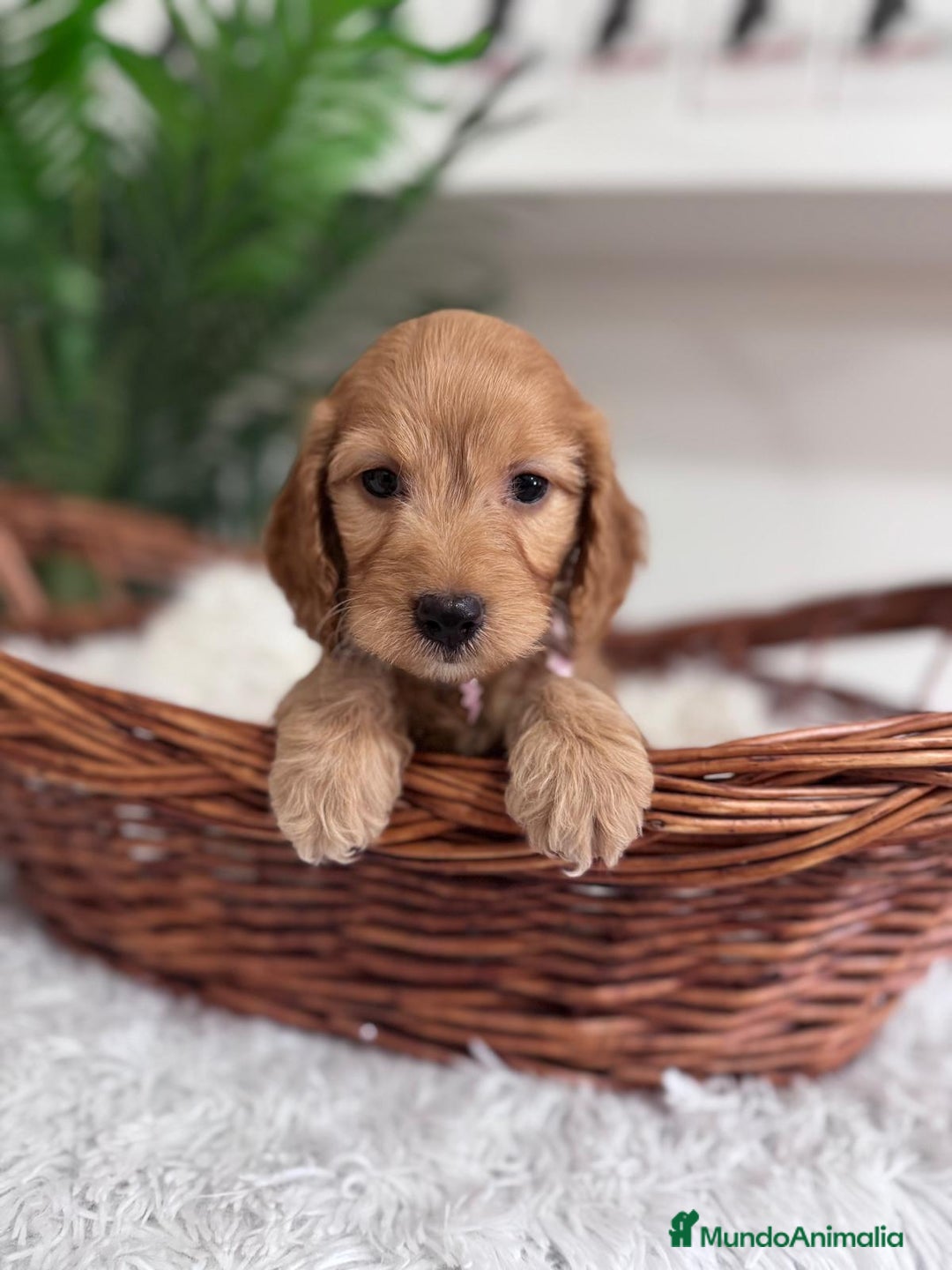 Otras razas perros en venta: COCKAPOO - Imagen 13