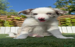 Border Collie perros en venta: BORDER COLLIE CHOCOMERLE - Imagen 7