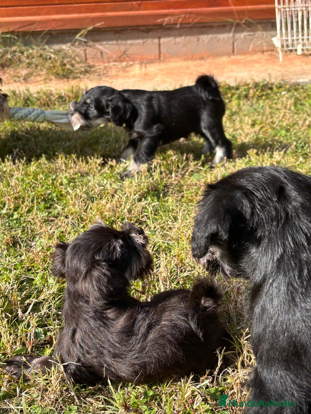 Schnauzer Miniatura perros en venta: Schnauzer mini negro-plata - Anuncio 2