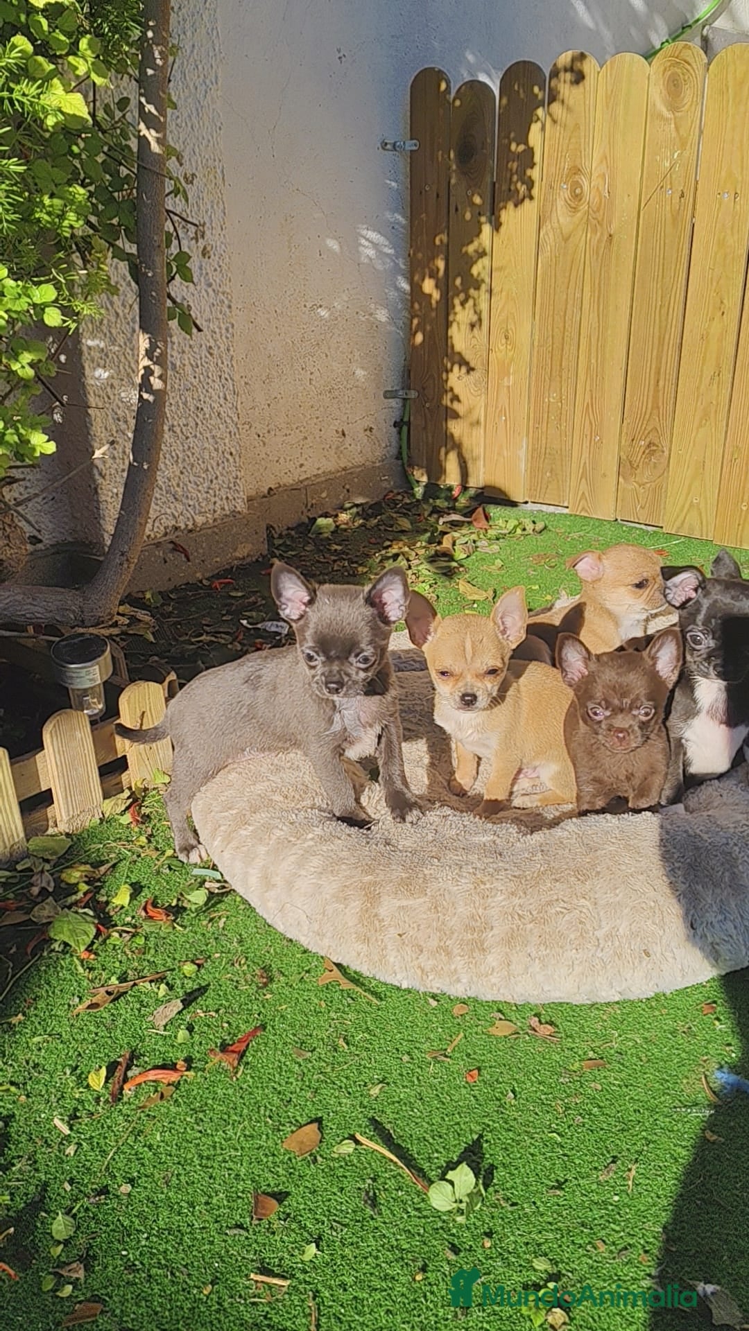 Chihuahua perros en venta: Chihuahua linia rusa - Anuncio 1