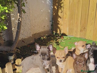 Chihuahua perros Chihuahua linia rusa - Anuncio 1