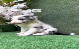 Border Collie perros en venta: BORDER COLLIE hembras Blue Merle - Imagen 15