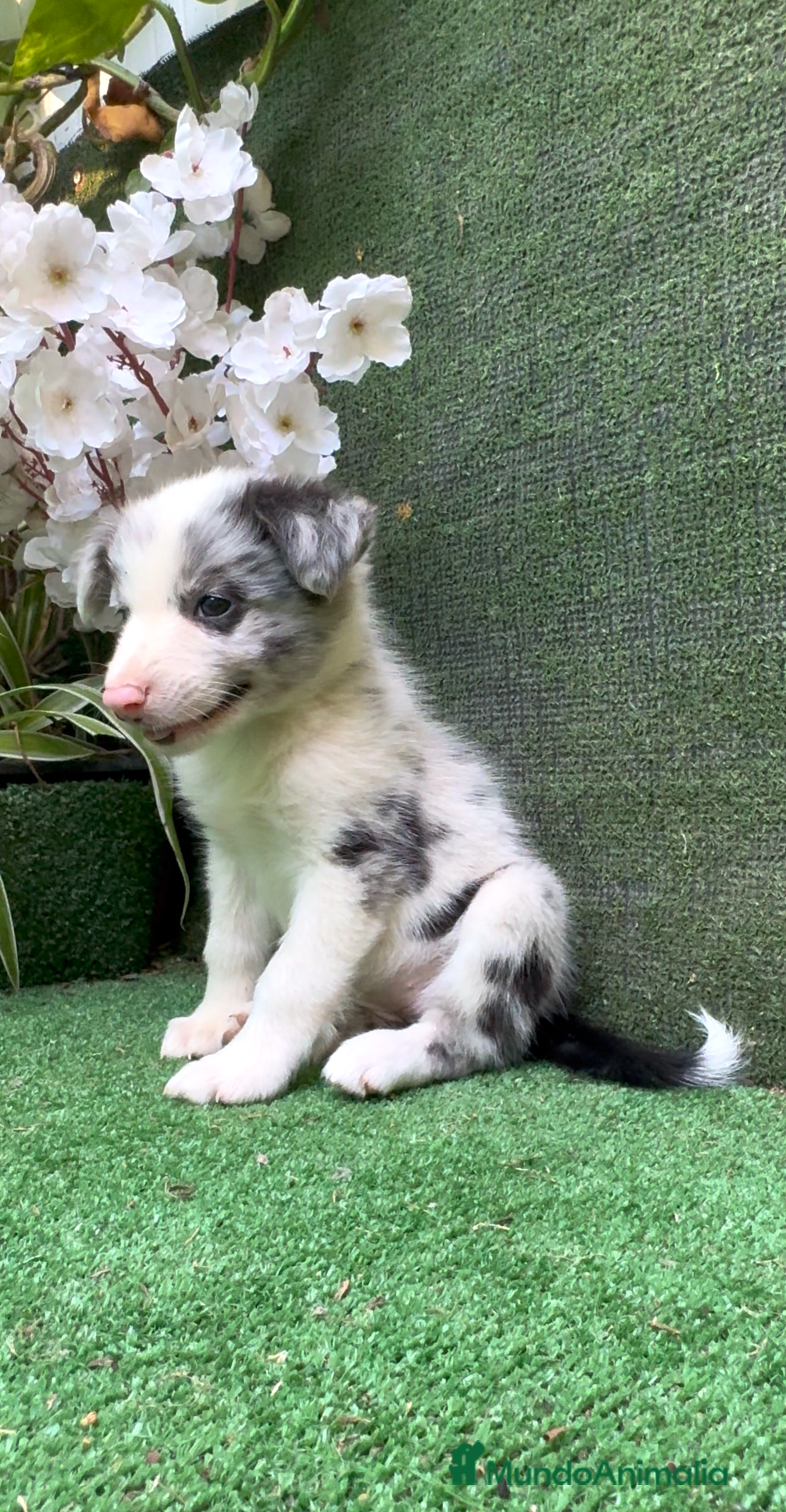 Border Collie perros en venta: BORDER COLLIE hembras Blue Merle - Imagen 15