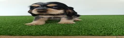 Cocker Spaniel Inglés perros en venta: Cocker spaniel inglés  - Anuncio 4