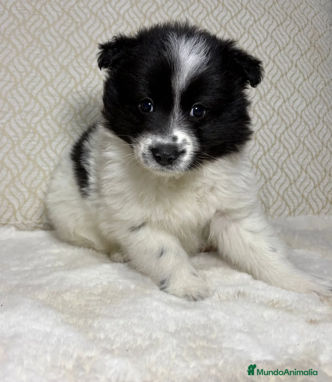 Border Collie perros en venta: Border collie macho precioso  - Anuncio 7