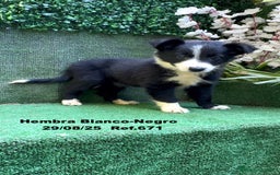 Border Collie perros en venta: Border Collie - Imagen 36