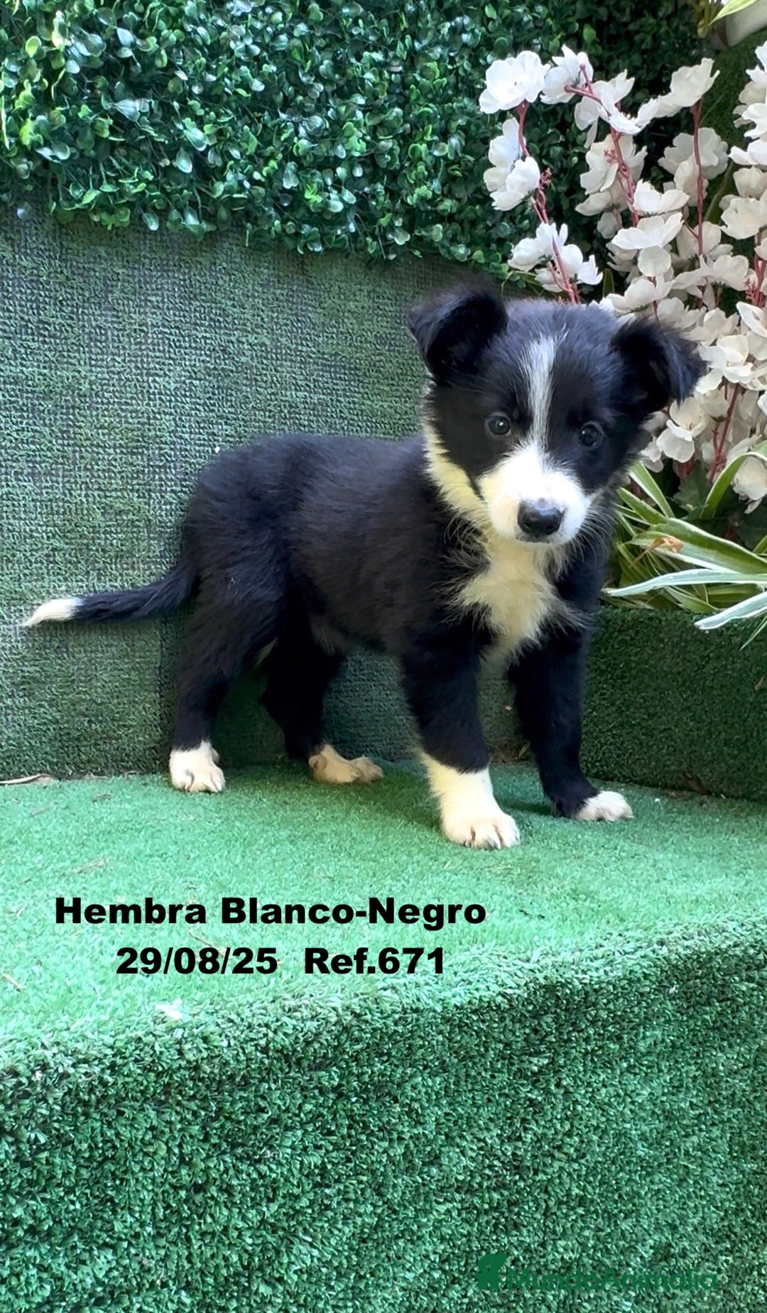 Border Collie perros en venta: Border Collie - Imagen 36