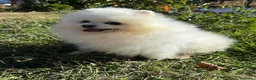 Pomerania perros en venta: Pomerania Hembra disponible  - Anuncio 2