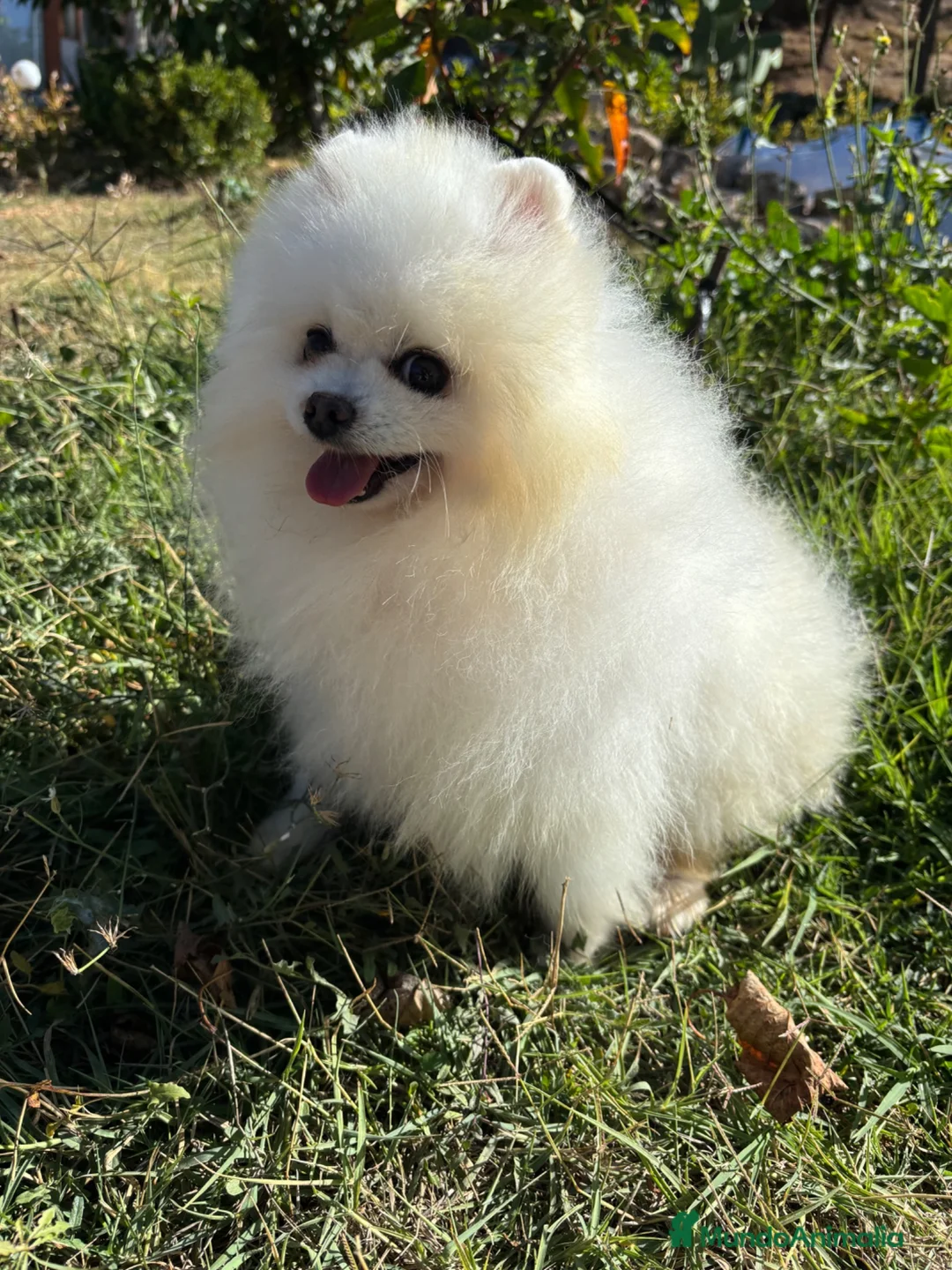 Pomerania perros en venta: Pomerania Hembra disponible  - Anuncio 2