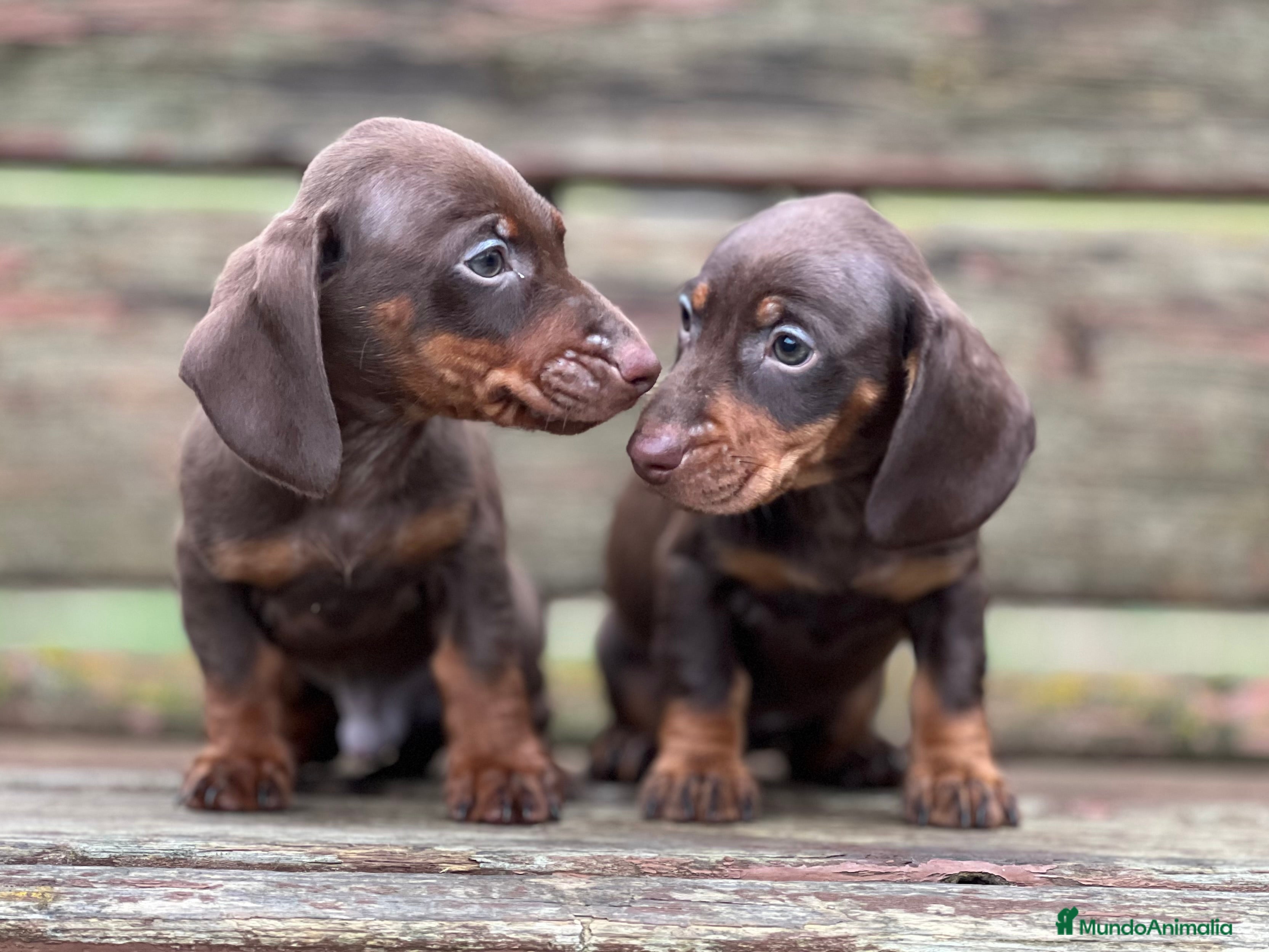 Teckel Miniatura perros TECKEL CHOCOLATE MINIATURA - Anuncio 3