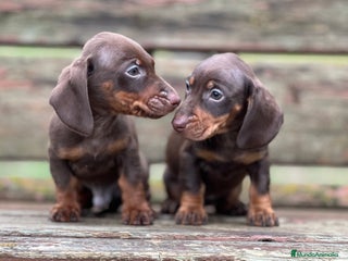 Teckel Miniatura perros TECKEL CHOCOLATE MINIATURA - Anuncio 3