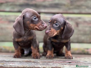 Teckel Miniatura perros TECKEL CHOCOLATE MINIATURA - Anuncio 17