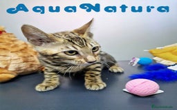 Bengalí gatos en venta: Bengali Hembra 4611 AQUANATURA - Imagen 2